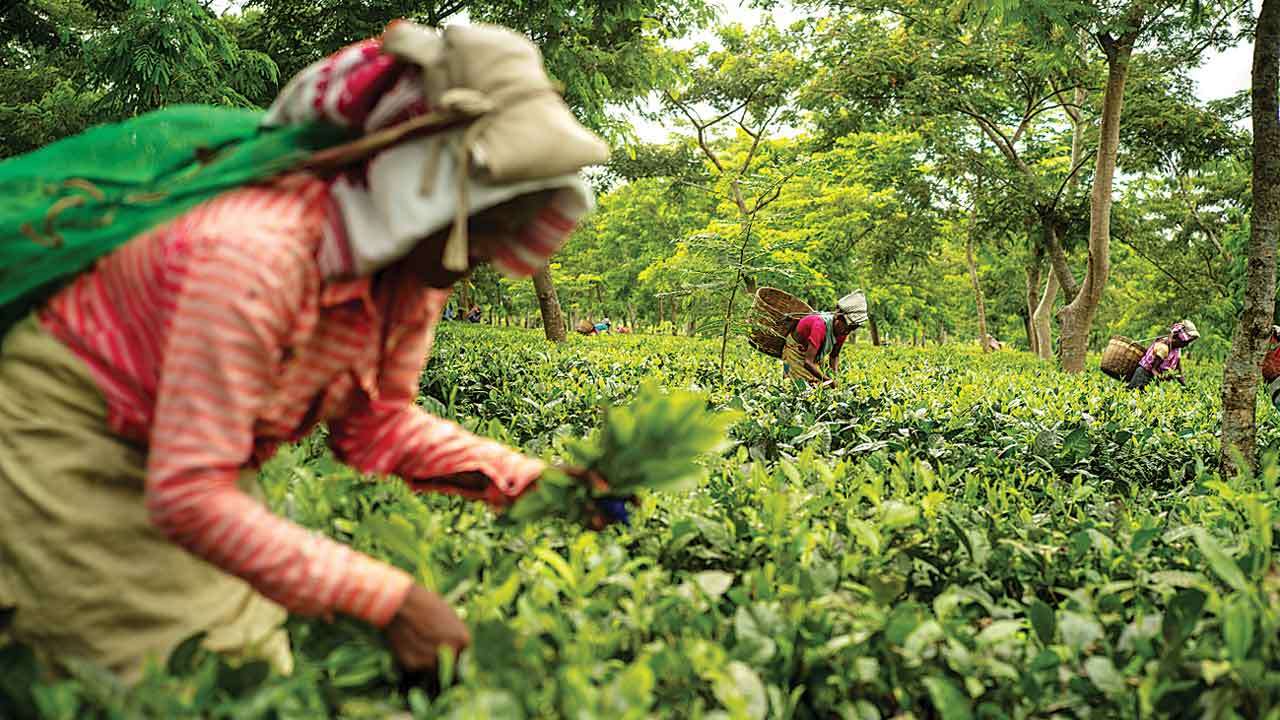 Coffee and Tea Plantations kerala