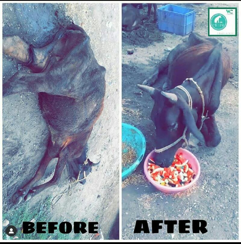 Kushagra Neb, who is Kushagra Neb, Kushagra Neb saving dogs, we__care_foundation