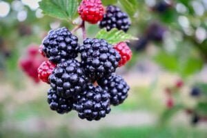 what are the some great fruits you should eat in summer