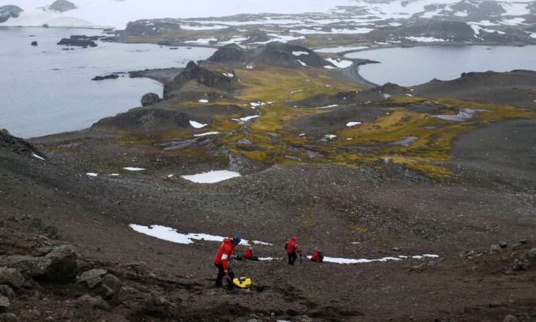 Bacteria With Natural Antibiotic, Antimicrobial Resistance Discovered in Antarctica