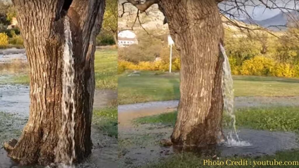 Viral Video: Consider it a tree or a tap, people are surprised to see water falling from the tree