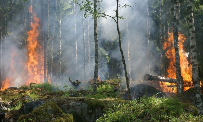 World’s Oldest Wildfires Date Back 430 Million Years, Shed Light on Earth’s Flora and Oxygen Levels Then