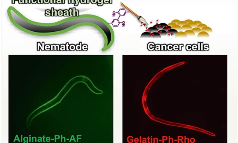 Hydrogel-Based Armour Developed for Worms to Carry Cancer Drugs to Tumours
