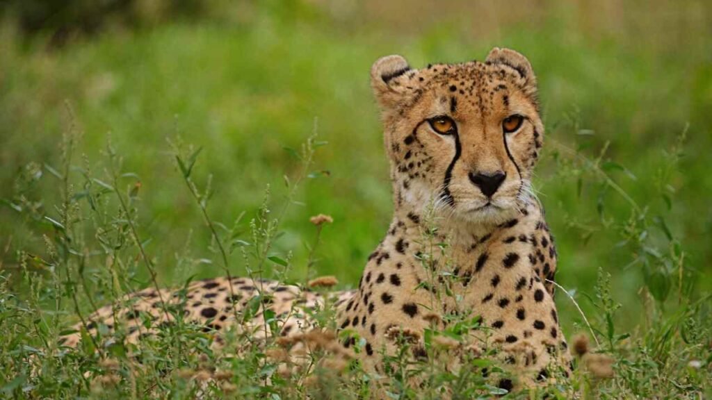 India: Once upon a time, all the cheetahs were extinct at home after independence, now after 70 years you will hear the roar of this ‘wild cat’