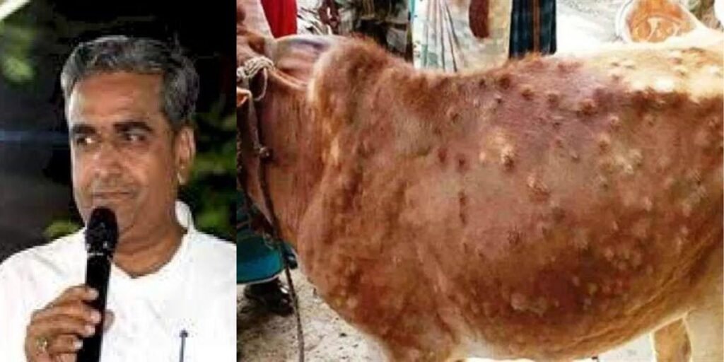 Rajasthan’s Animal Husbandry Minister Kataria said on being most affected by the Lumpi virus – the priority is to save the cows…