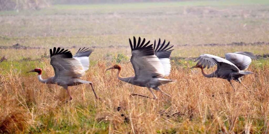 The number of cranes is decreasing in Punjab