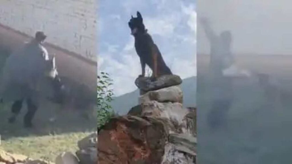 Not only Indian soldiers, army dogs are also brave, even after two bullets, ‘Zoom’ did not leave the terrorists