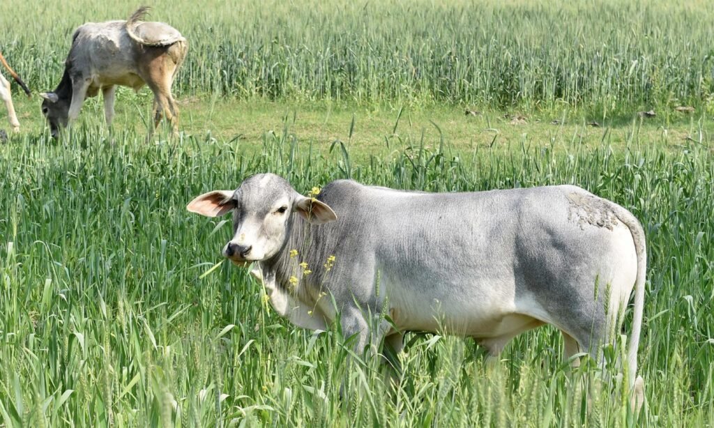 Administration strict on leaving cows unattended in UP