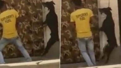 इंसानियत हुई शर्मसार: 3 युवकों ने की बर्बरता की हदें पार, कुत्ते के गले में जंजीर डाल लगा दी फांसी, VIDEO वायरल